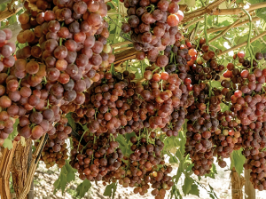 Grupo Olmos pone a disposición de la industria nuevas variedades de uva de mesa en conjunción con el recambio varietal