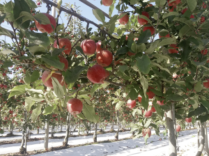 Desafíos de la producción manzanera ante el nuevo escenario climático