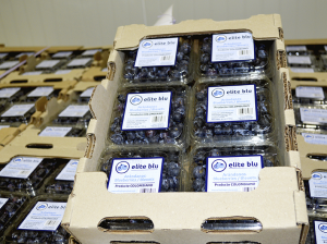 Pioneros en la exportación de arándanos desde Colombia