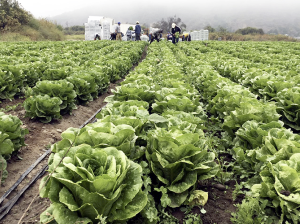 Inversores de la industria de la alimentación ponen el foco en la sostenibilidad