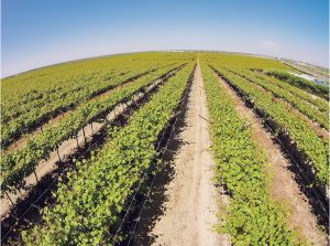 Nuevos horizontes productivos en Agrícola San José