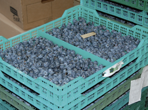 Pionero de las exportaciones de arándanos colombianos