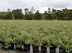 Elite Blu y las claves del manejo del arándano en Colombia