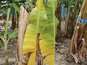 La situación del Fusarium Raza 4 Tropical en el banano colombiano