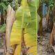 Colombia: Establecen mesa de trabajo contra el Fusarium R4T