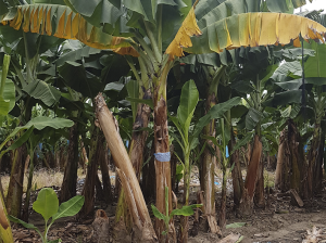 Experto Carlos Robles y los aspectos técnicos del Fusarium Foc R4T
