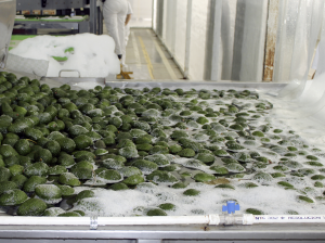 Prochloraz, cambio en límites no frenarían incorporación de fungicidas biológicos