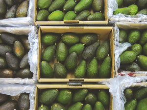 Las tecnologías de postcosecha al servicio de la palta