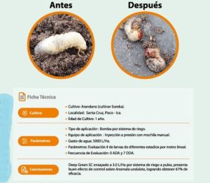 Investigación y tecnología microbiológica para el control de plagas en cultivos de agroexportación