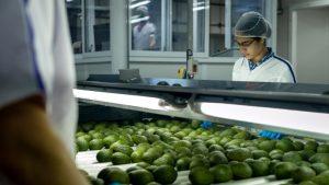 Cartama, la exportadora de aguacate que recibirá Certificación B