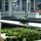 Cartama, la exportadora de aguacate que recibirá Certificación B