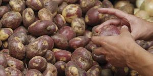 Cáscara de papa como complemento de tratamiento de enfermedades cardiovasculares
