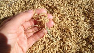 Colombia: Universidad de Córdoba evalúa nuevas variedades de arroz