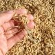 Colombia: Universidad de Córdoba evalúa nuevas variedades de arroz