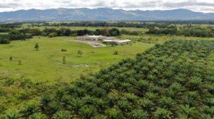Palmicultores colombianos ya cuentan con un nuevo centro experimental