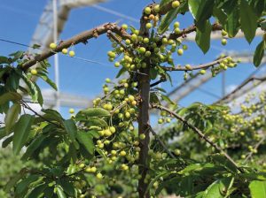El ‘Rolls Royce’ de los huertos de cerezos