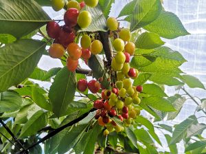 Investigadores buscan desencadenar qué origina la piel de lagarto en cerezas
