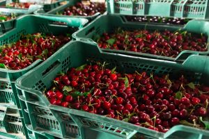 El desafío cerecero post Año Nuevo Chino en medio del nuevo récord de exportaciones