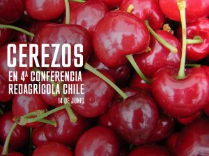 El cerezo será una de las estrellas en Conferencia Redagrícola Chile