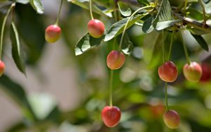 La cereza sureña en etapa de consolidación