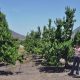 Ser oportunos, la clave de la poda en cerezos