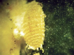 Claves para la identificación y control de las especies de chanchito blanco en uva de mesa