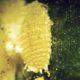 Claves para la identificación y control de las especies de chanchito blanco en uva de mesa