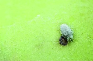 Depredadores y parasitoides: las nuevas armas en la guerra contra el chanchito blanco