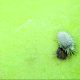 Depredadores y parasitoides: las nuevas armas en la guerra contra el chanchito blanco