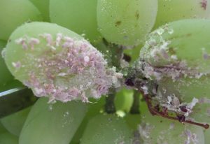 Monitoreo, detección y control de chanchito blanco