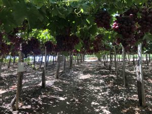 Envíos de uva de mesa caerían 7,7% en la próxima temporada