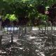 Envíos de uva de mesa caerían 7,7% en la próxima temporada