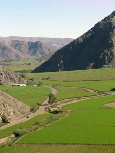 Una mirada al inmenso potencial de uso de las bacterias en agricultura