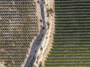 El imparable motor detrás de la mandarina