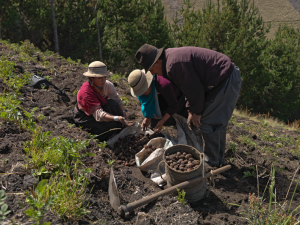 Capacitan sobre un mejor manejo del cultivo de la papa