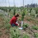 Catastro frutícola: 8 de 9 regiones estudiadas aumentaron superficie plantada de especies frutales
