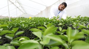 Infraestructura y selección de semillas, entre aspectos claves para producción exitosa de cítricos