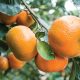 Perú: ProCitrus proyecta exportar 300 mil toneladas de cítricos