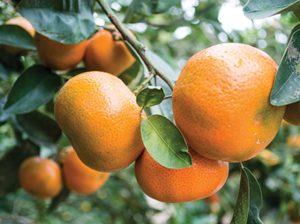 El plástico podría ser clave para combatir plagas de cochinillas harinosas en cítricos