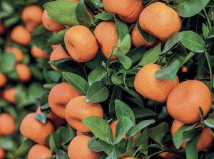 Diagnóstico, causas y alternativas para su reducción