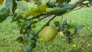 Citricultores tendrán alternativa de control biológico para afrontar la HLB