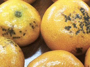 Cladosporium, dos especies activan las alertas