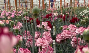 Colombia presenta al mundo las nuevas variedades de clavel que serán tendencia