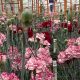 Colombia presenta al mundo las nuevas variedades de clavel que serán tendencia