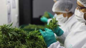 Clever Leaves comenzó a cotizar sus acciones en Nasdaq