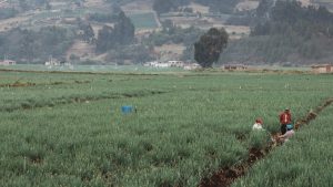 MinAgricultura: instó a productores a mitigar efectos del fenómeno de La Niña