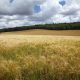 Syngenta invertirá US$2,000 millones y establece nuevos objetivos de innovación para abordar el cambio climático  