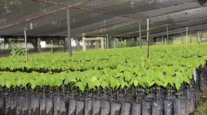 Productores de cacao podrán acceder a clones de alta calidad