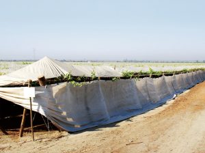 Desarrollo de coberturas plásticas para frutales