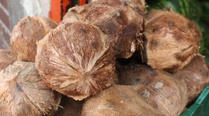 Establecen medidas fitosanitarias para que cocoteros protejan sus cultivos